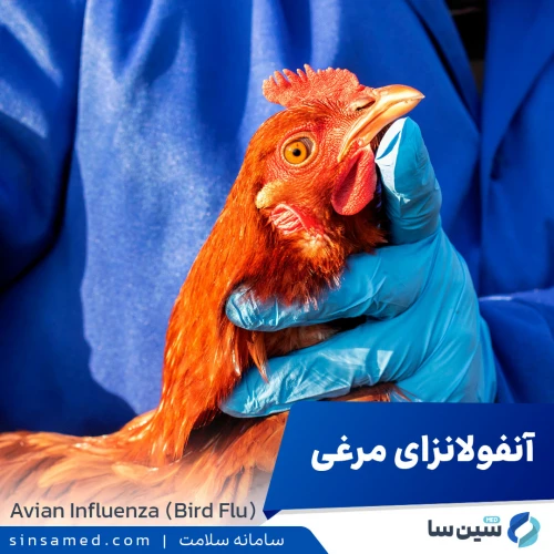 آنفولانزای مرغی | علل بروز، نشانه ها، روش تشخیص و درمان آن