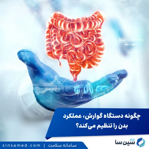 چگونه دستگاه گوارش، عملکردهای بدن را تنظیم می‌کند؟