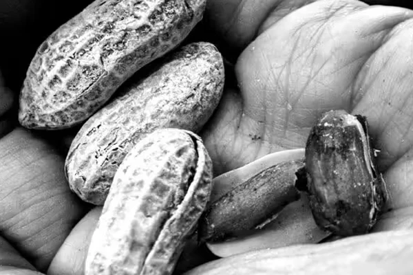 دو وعده بادام‌زمینی در روز می‌تواند به سلامت مغز سالمندان کمک کند