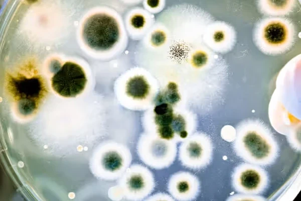 باکتری‌های روده می‌توانند التهاب و قند خون را کاهش دهند