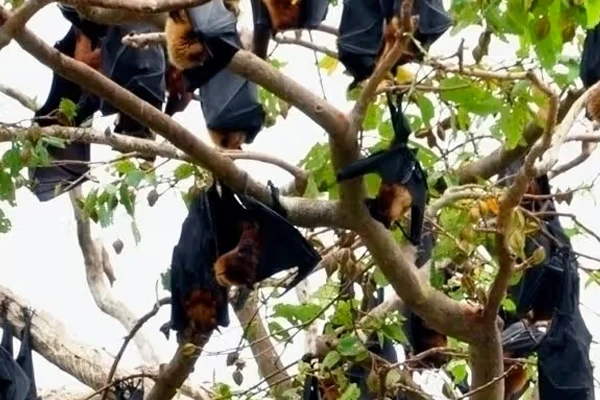 بازگشت ویروس نیپا در ژانویه ۲۰۲۶؛ آیا خطر همه‌گیری جهانی وجود دارد؟