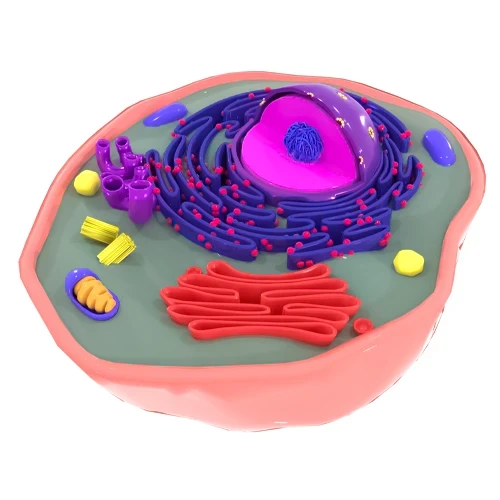 اندامک های سلولی چیست و هرکدام چه وظیفه ای دارد؟