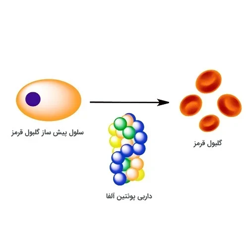 داروی داربی پوئتین آلفا برای بیماری نارسایی کلیوی