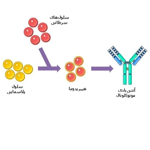 نحوه عملکرد داروی کسیمپتا (اوفاتوموماب)