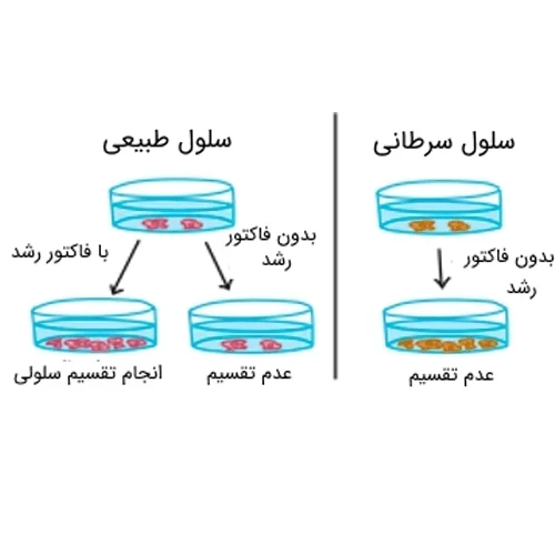 داروی پنتوستاتین (نیپنت) مورد استفاده در درمان لوسمی سلول مویی