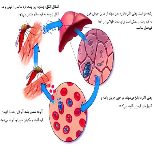 درمان عارضه مالاریا با داروی تافنوکین