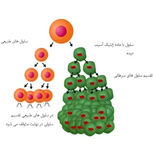 تریئندا و تقسیم سلول های سرطانی