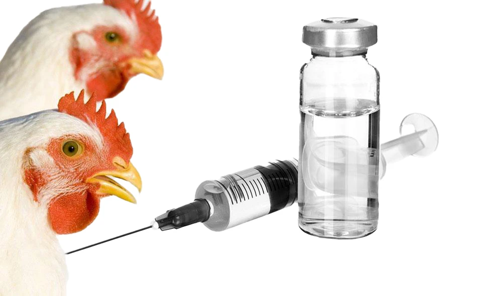 واکسن یک سویه آنفولانزای مرغی