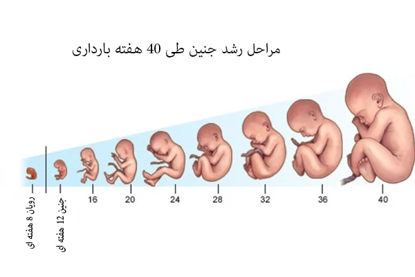 مراحل رشد جنین طی 40 هفته