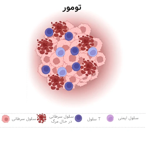 حمله بیشتر سلول های بدن به سلول سرطانی در طی ایمونوتراپی