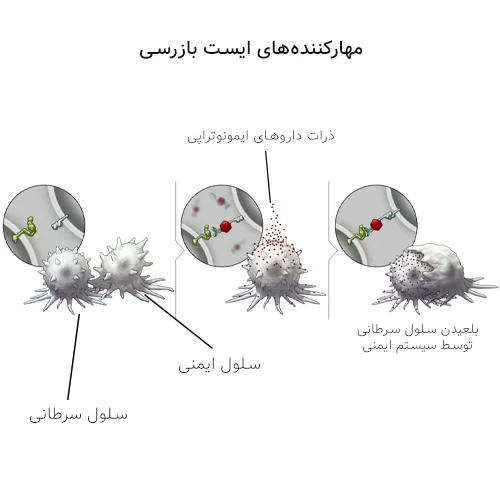 حمله سلول های ایمنی به سلول های سرطانی در ایمونوتراپی