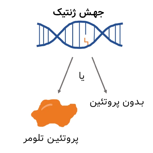 جهش ژنی از علل ابتلا به سرطان قلب