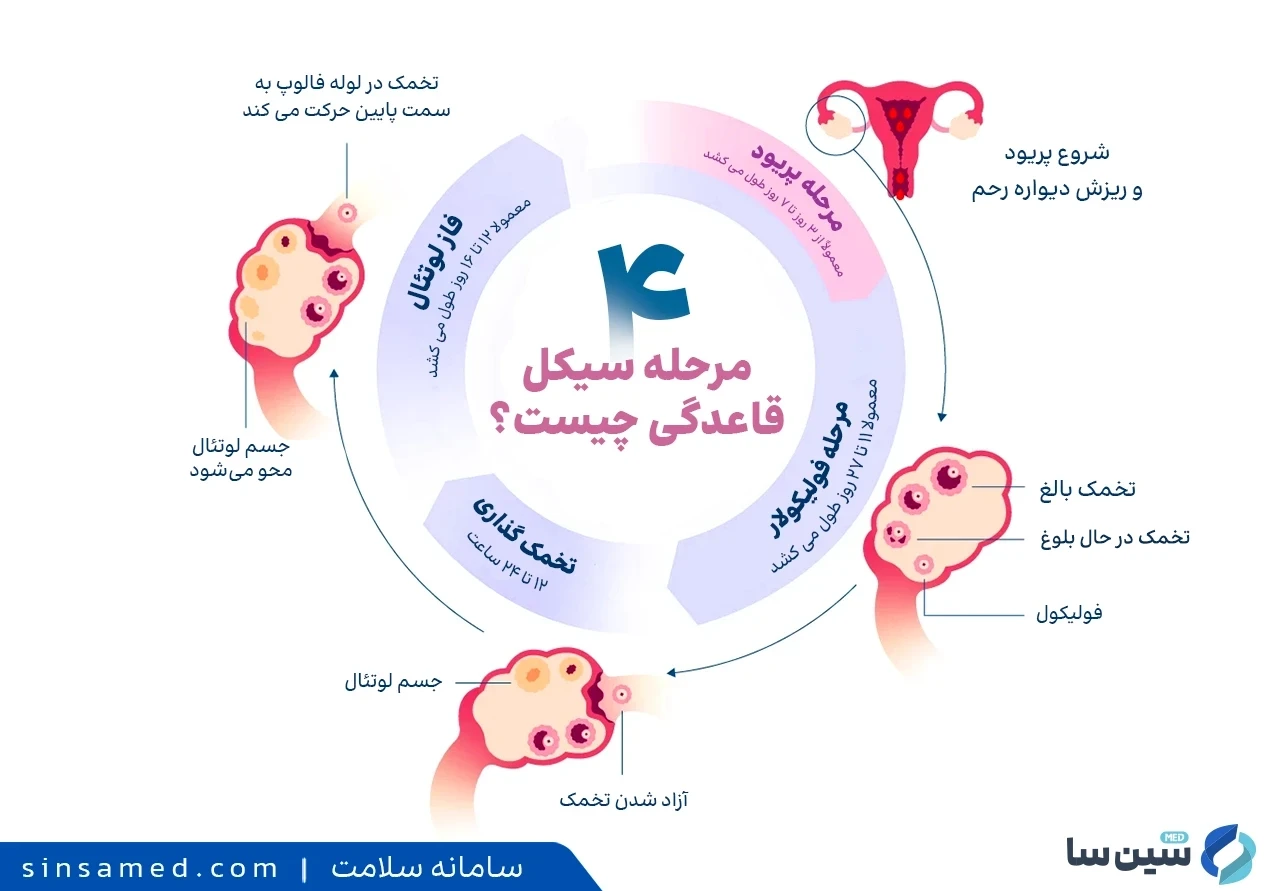 مراحل پریود: چهار مرحله سیکل قاعدگی