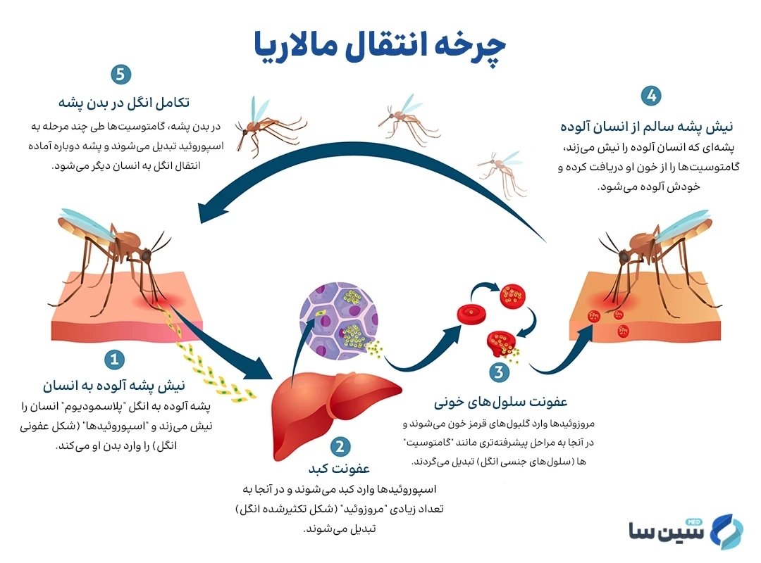 چرخه انتقال مالاریا