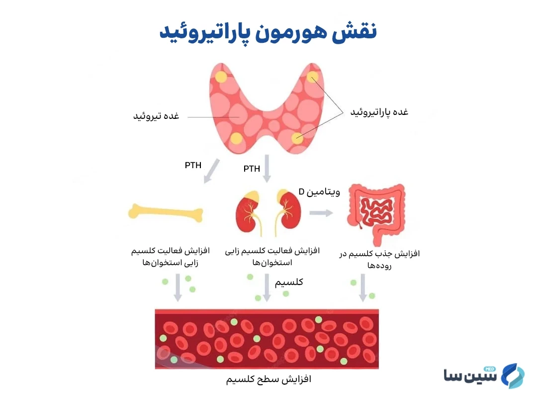 نقش هورمون پاراتیروئید