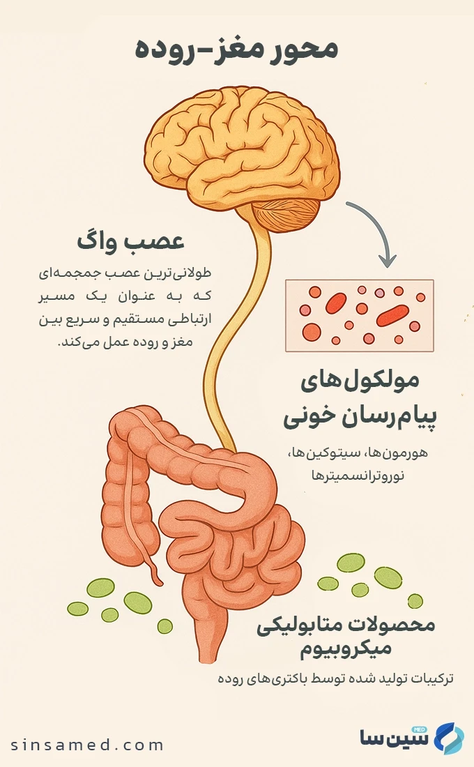 محور مغز-روده (Gut-Brain Axis)