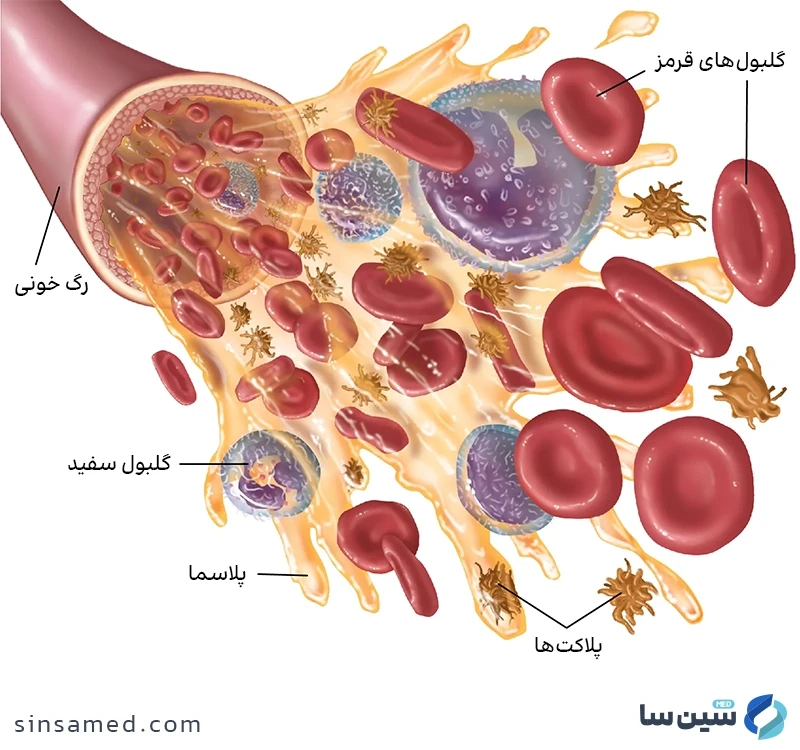 ساختار و عملکرد خون