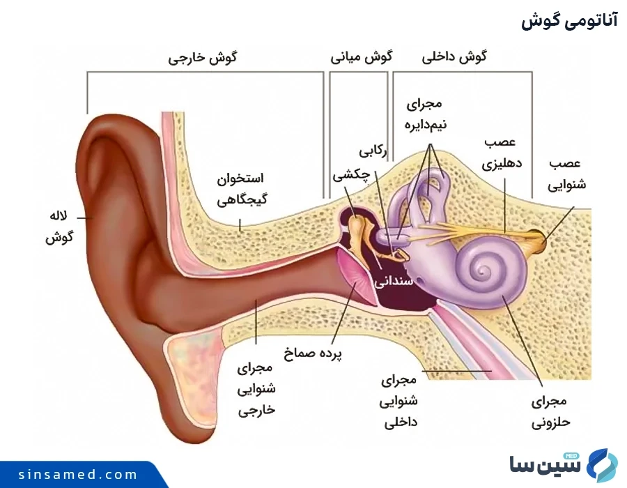 آناتومی گوش