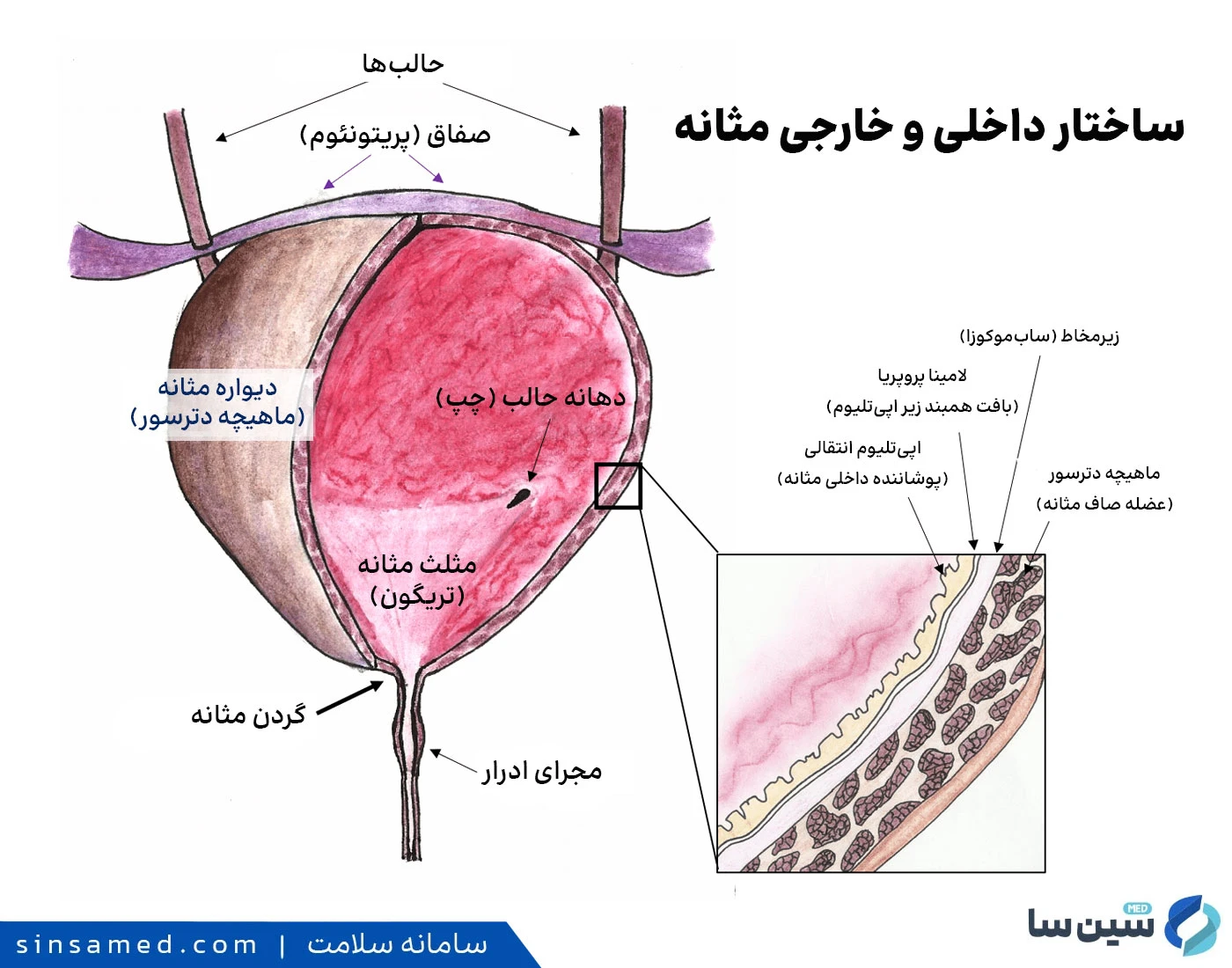ساختار داخلی و خارجی مثانه